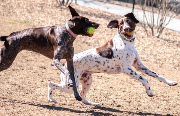 /images/uploads/southeast german shorthaired pointer rescue/segspcalendarcontest2019/entries/11725thumb.jpg